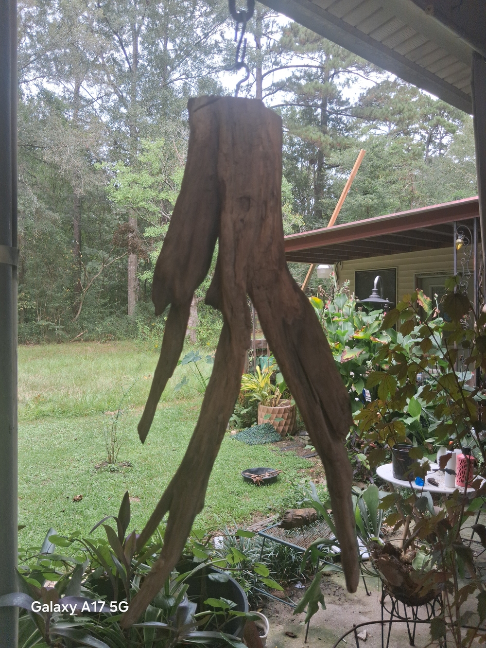 Natural Driftwood Hanging Sculpture - Brown. Fashioned To Be Stalactite.